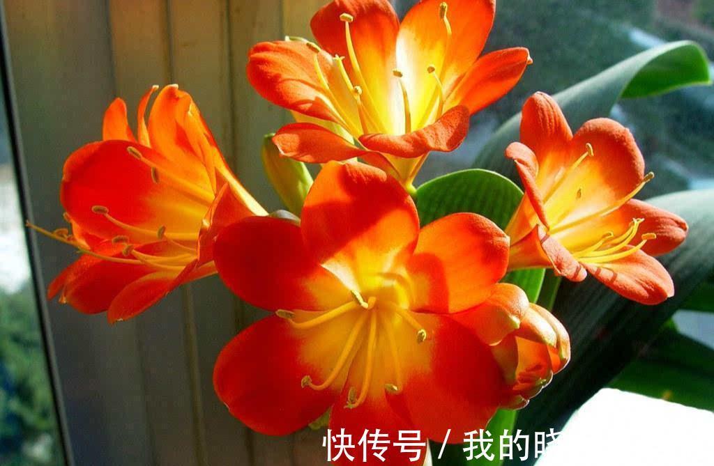 天竺葵|天冷就养“6种花”，越冷越爱开花，吉祥“喜庆”又高档