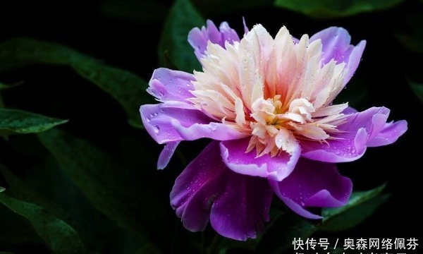 越顺|老实人总受欺负,背会4句话,越过越顺,越活越好!