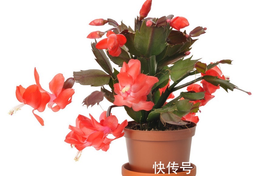 蟹爪兰|啤酒浇蟹爪兰,用2种方法,叶片浓绿、根系发达