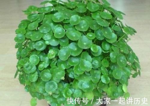 4种花适合新手养,不用费心,家里养两盆,旺财又旺宅