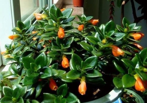 阳台|“不占地方”的4种花，多养几盆，阳台成“花海”，“天天”赏花