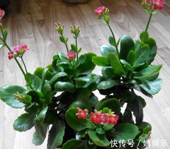 修剪|盆栽养殖长寿花,花谢就修剪、施肥,等一个月又能催花了