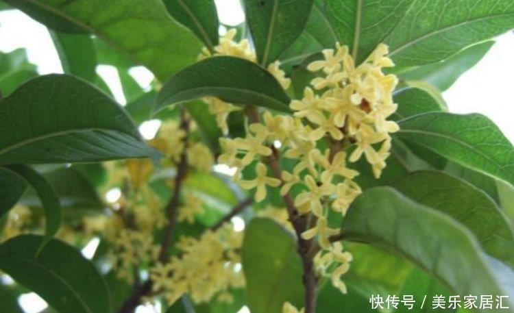 4种花养了就爆盆，好养易活开花漂亮，满树都是花朵，漂亮极了