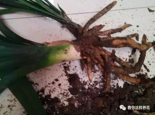 白根|君子兰芦荟烂根，切一刀谅一晾，10天又能长出大白根！