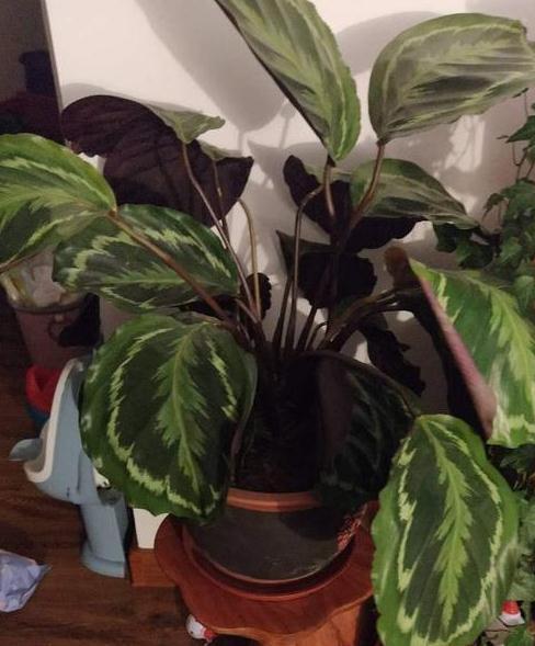 植物|养花高手，如何拿捏到位，众多花卉的浇水临界期