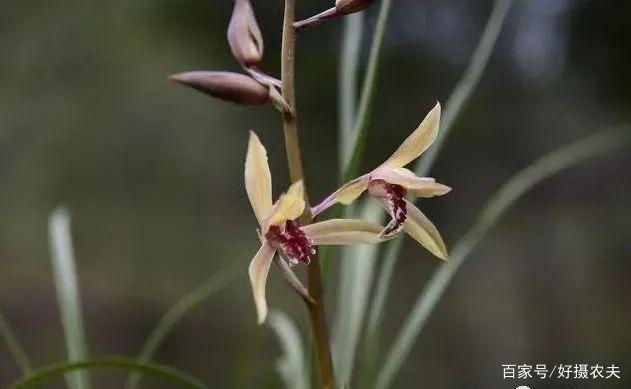 春兰|都说兰花阴长苗、阳易花，怎样才能花苗并旺一句口诀就解释清楚