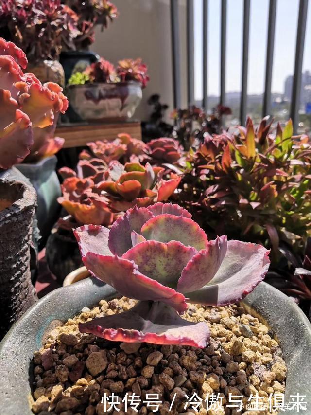 春天的包菜多肉有多美，梅雨季就有多像菜