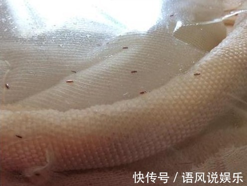 床铺|孩子哭着说身上痒，母亲掀开床垫清理，结果发现一物想要呕吐