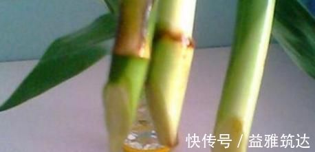 烂根|富贵竹离不开这种水,加一点,不烂根、不黄叶,家里吉祥富贵