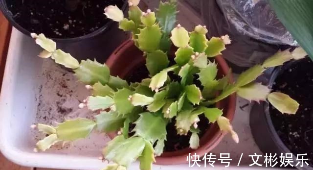 蟹爪兰开花有窍门,学会3个小招,花开不断,爆盆很简单!