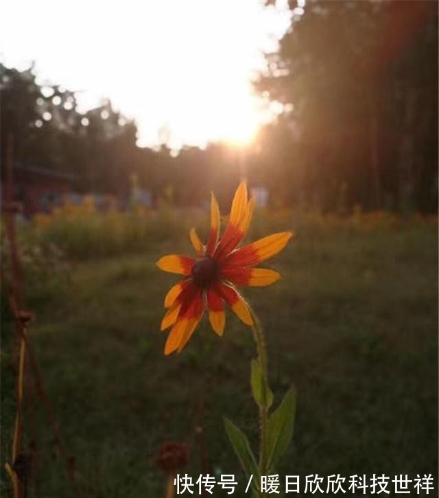 十悟!贾平凹:人生十悟,67岁,年近古稀的年纪才明白