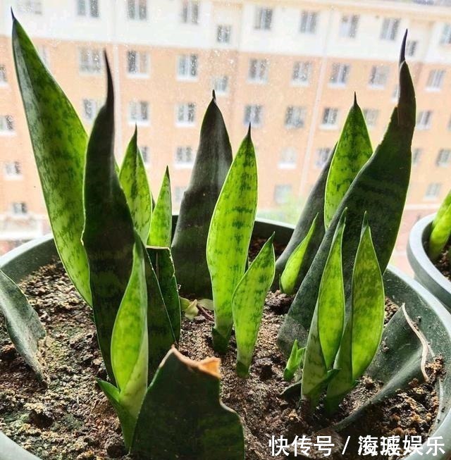 盆栽|这5种花叶子落地便生根,趁现在抓紧繁殖,一个月长成小盆栽