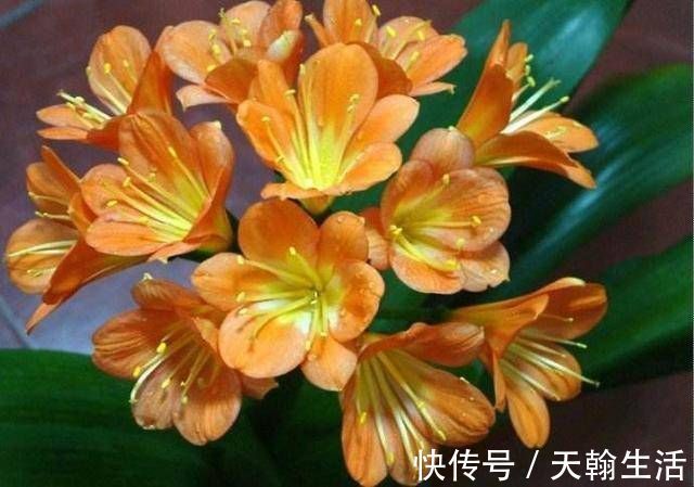 养君子兰要忙起来,翻盆施肥记住“口诀”,生长期长得旺