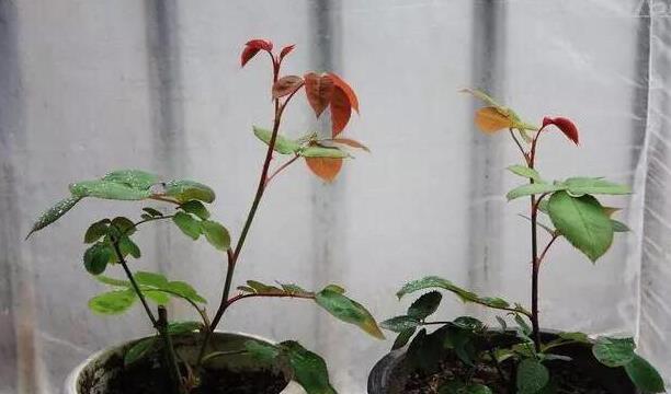 生根|此5种花,花期长又好养,扦插就生根,夏天也一个劲儿的开花