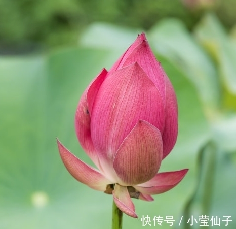 桃花朵朵|进入7月中旬，4属相桃花朵朵，财源广进，日子幸福美满