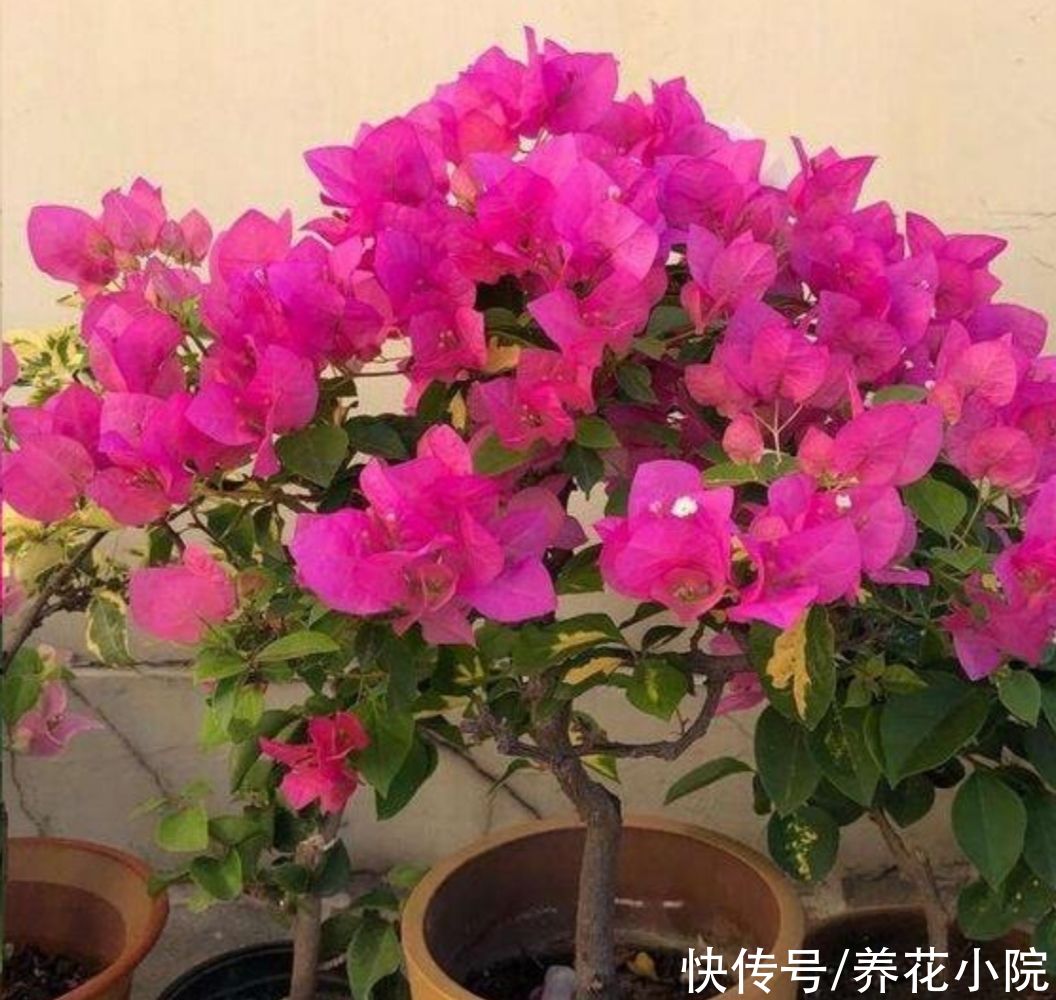 孕蕾|夏天养3种花，记得要勤修剪，否则只长叶子，开花少