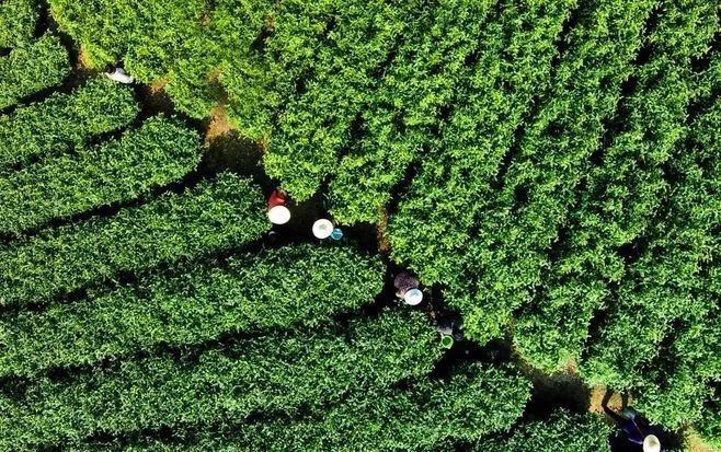 定制|多年转化后,为什么枣香成了寿眉饼茶的专属定制?