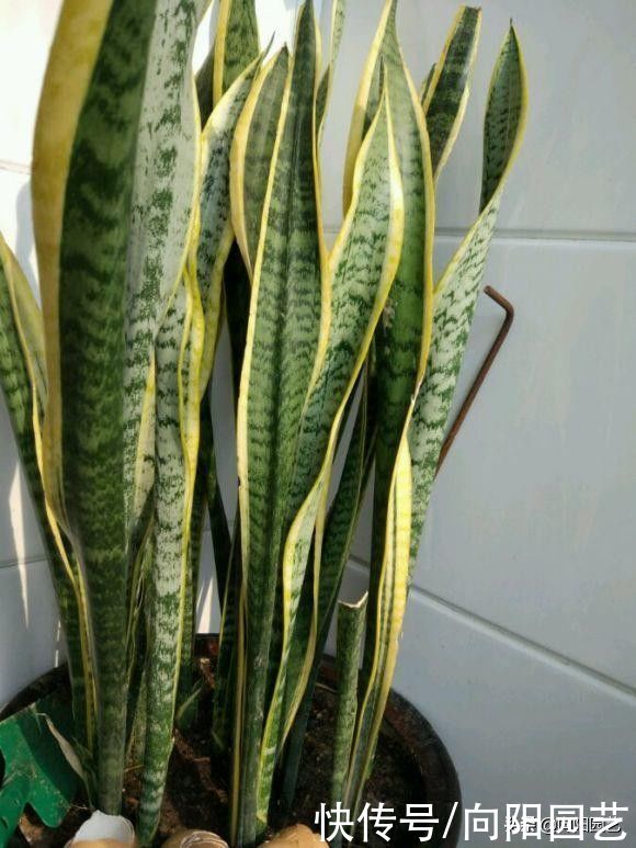 室内|虎皮兰冬季容易烂,少浇水,旱着养,叶子更绿,根系不腐烂