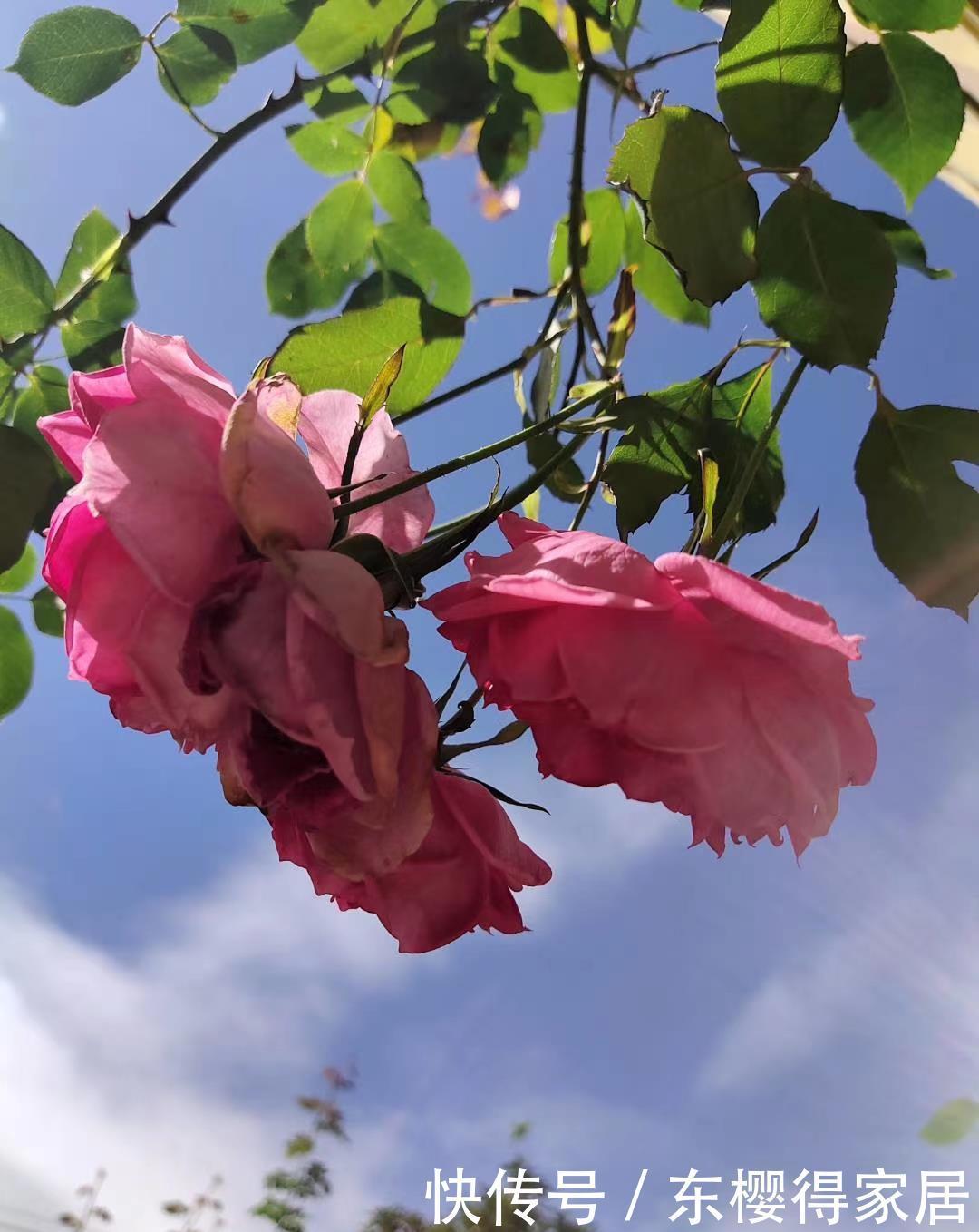 非常适合练手的4种藤本月季,长势强劲,开花量大,新手别错过