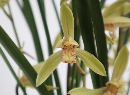  持久|最物美价廉的4款兰花，香味持久，花大色艳，每款都是精品