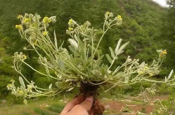 农村这种不起眼的野草,根系长得像鸡腿,70后80后拔起来就开吃