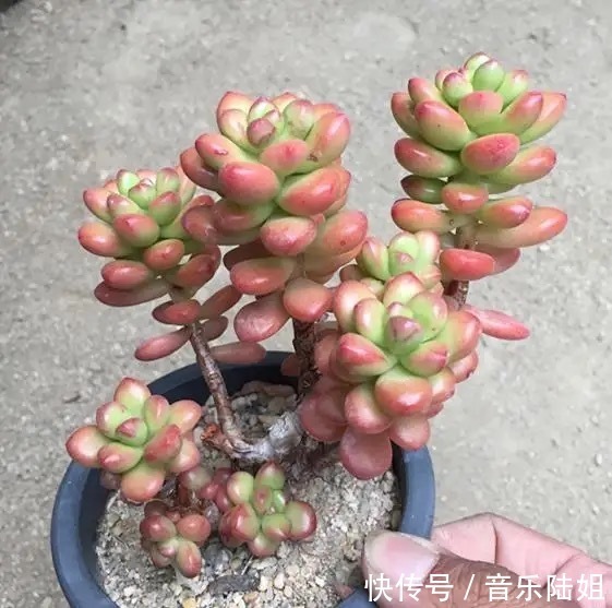 自带香气的松绿多肉,叶片肥美又好养,你喜欢吗