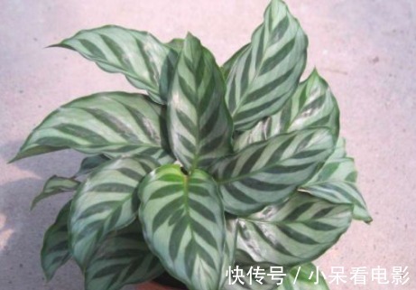 新手养花，不如养盆花中精品“卡罗拉”，花色红艳似火，惹人喜爱