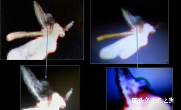 夏娃|传说中的“精灵”真的存在或许是世间罕有的一种生物