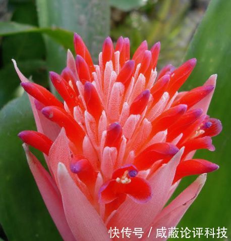 爱上养花 就养旺宅盆栽首选水塔花 四季鸿运当头 轻松就爆盆 快资讯