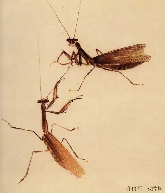 蝈蝈$国画技法图典——草虫篇:蝗虫 蚂蚱 蝈蝈 螽斯 螳螂 蟋蟀
