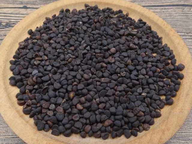 老郎中|墙角一朵花,种子能治病!咽喉肿痛、腰疼、水肿、咳嗽立马见效