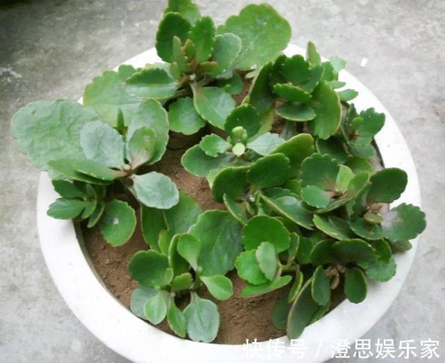 大岩桐|夏天扦插花卉,挑选“1种”枝条,7天冒白根,事半功倍,新手都会