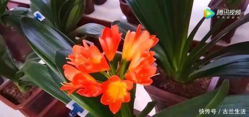 花肥|鸡蛋壳养花,用对了才是好花肥,出错了就烂根,养一盆死一盆!