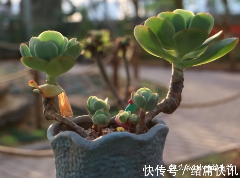 多肉老桩有真伪,3种“伪老桩”鉴别,揭开真面目,避免被忽悠