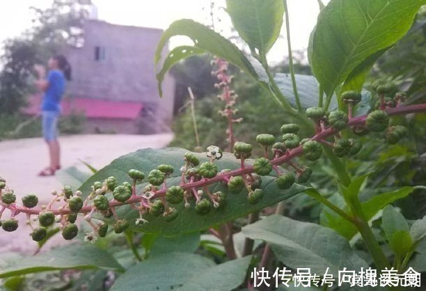 果实|这植物分两种，一种是上等野菜，另一种却有毒，你能分辨吗？