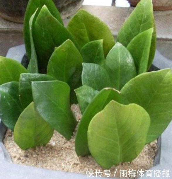 现在赶紧扦插“5种花”,摘颗叶子“插”土里就活,10天就生根!