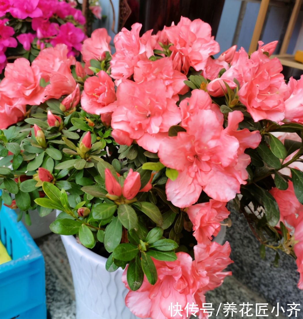 种花|马上进入7月，4种花不能再剪枝，否则今年难开花