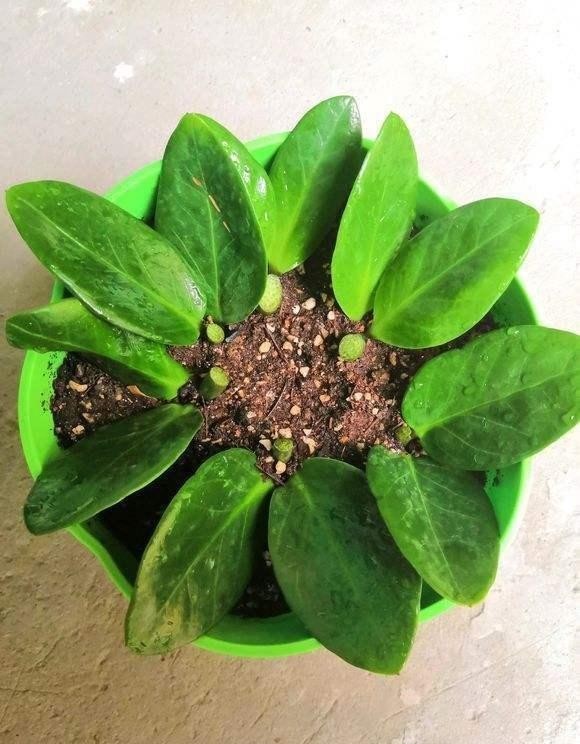 立刻|金钱树的扦插方法分享出来,金钱树立刻就会掉价