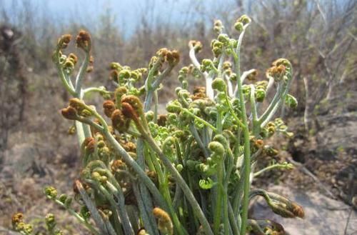 中年人养生先忌口，尽量少吃以下蔬菜和水果，身体会感谢你