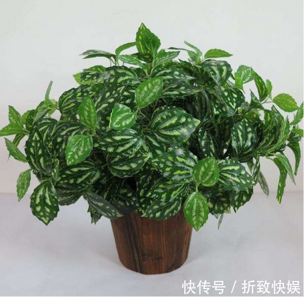 厨房做饭油烟重,放3种植物,厨房油烟不见了,空气清新,更健康