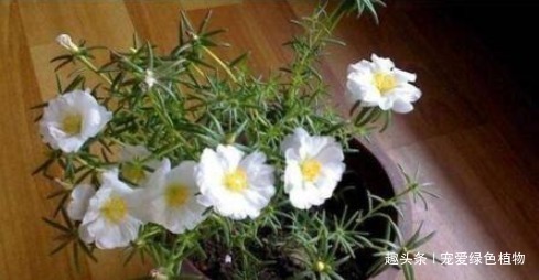 厨房里的“它”，兑水搅一搅，就是“万能生长肥”，养啥旺啥！