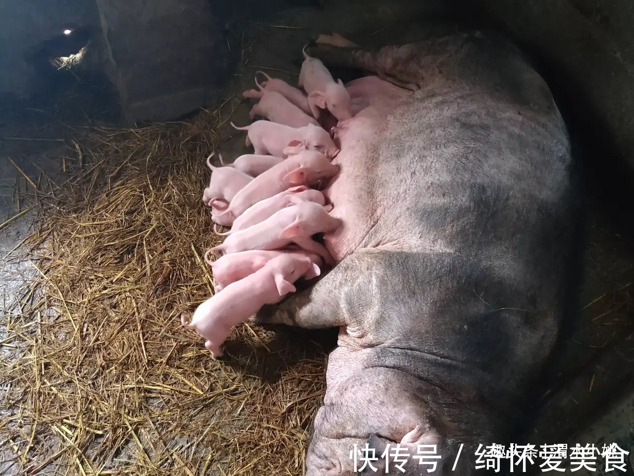 广西生猪养殖业：迎接新机遇