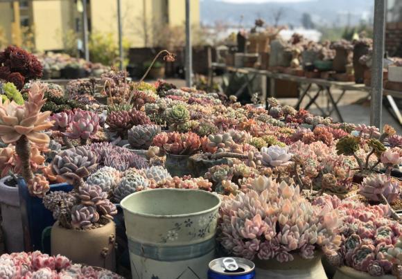 夏天|高温季节养肉肉，“控水”放在首位，花土越干燥，多肉越安全