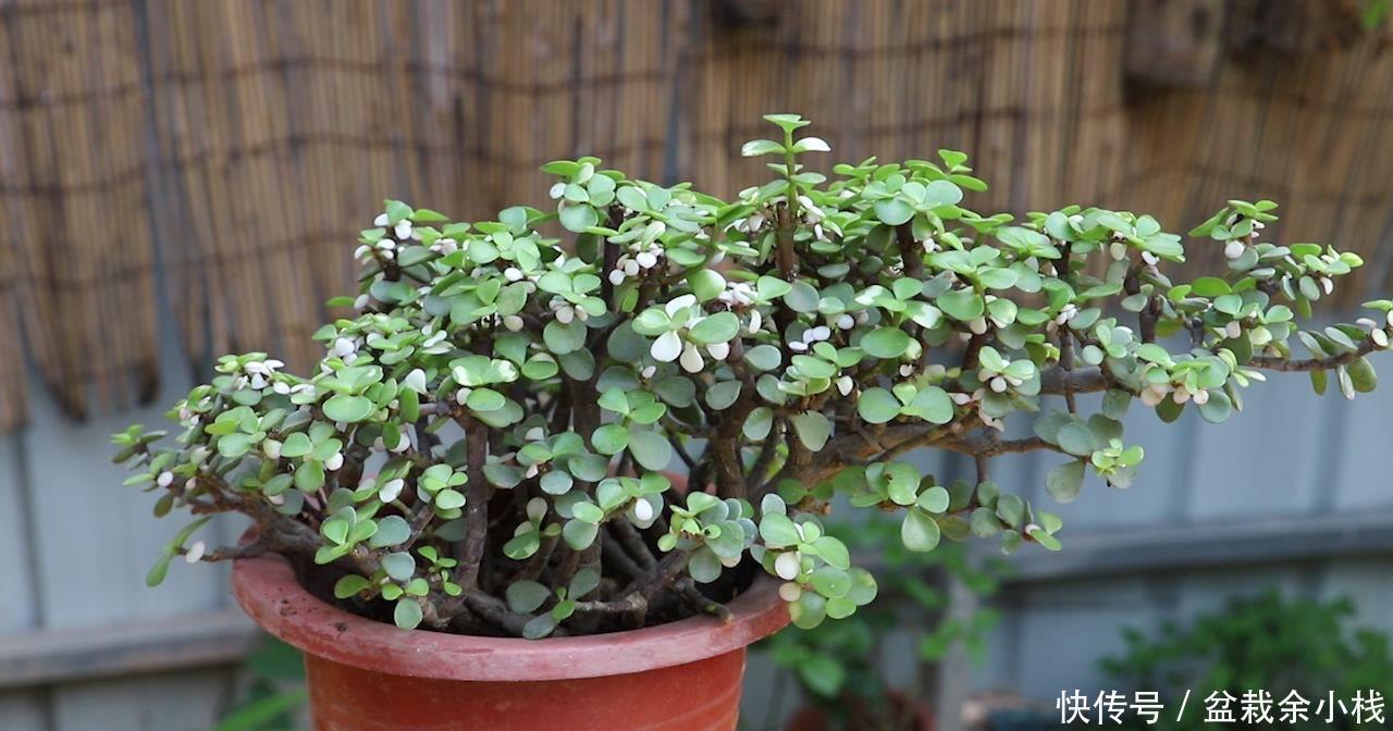 金枝玉叶|扦插金枝玉叶,用1招,长根快,成活率高达99%