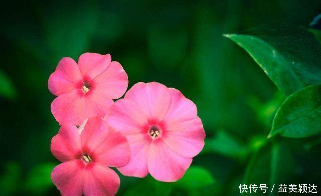 阳台上|4种花漂亮又好养，花期超长又漂亮，一开就停不下来