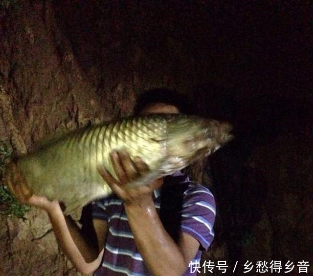 保鲜袋|分享下我前几天钓大草鱼的饵料！