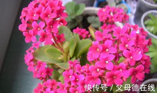 养长寿花的秘密武器,大神不愿公开,花开鲜艳又多姿,很漂亮