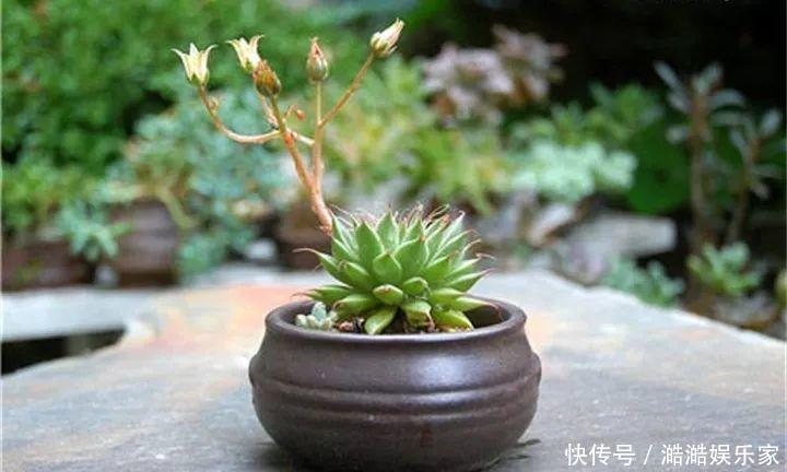 扦插|多肉长花箭被他剪断插土里,7天就生根!