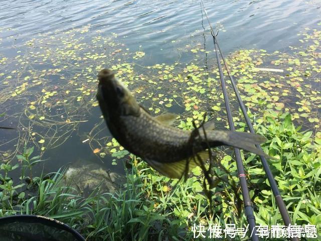 台钓|钓鱼中的“黑话”知多少？能听懂10个以上的是老钓手