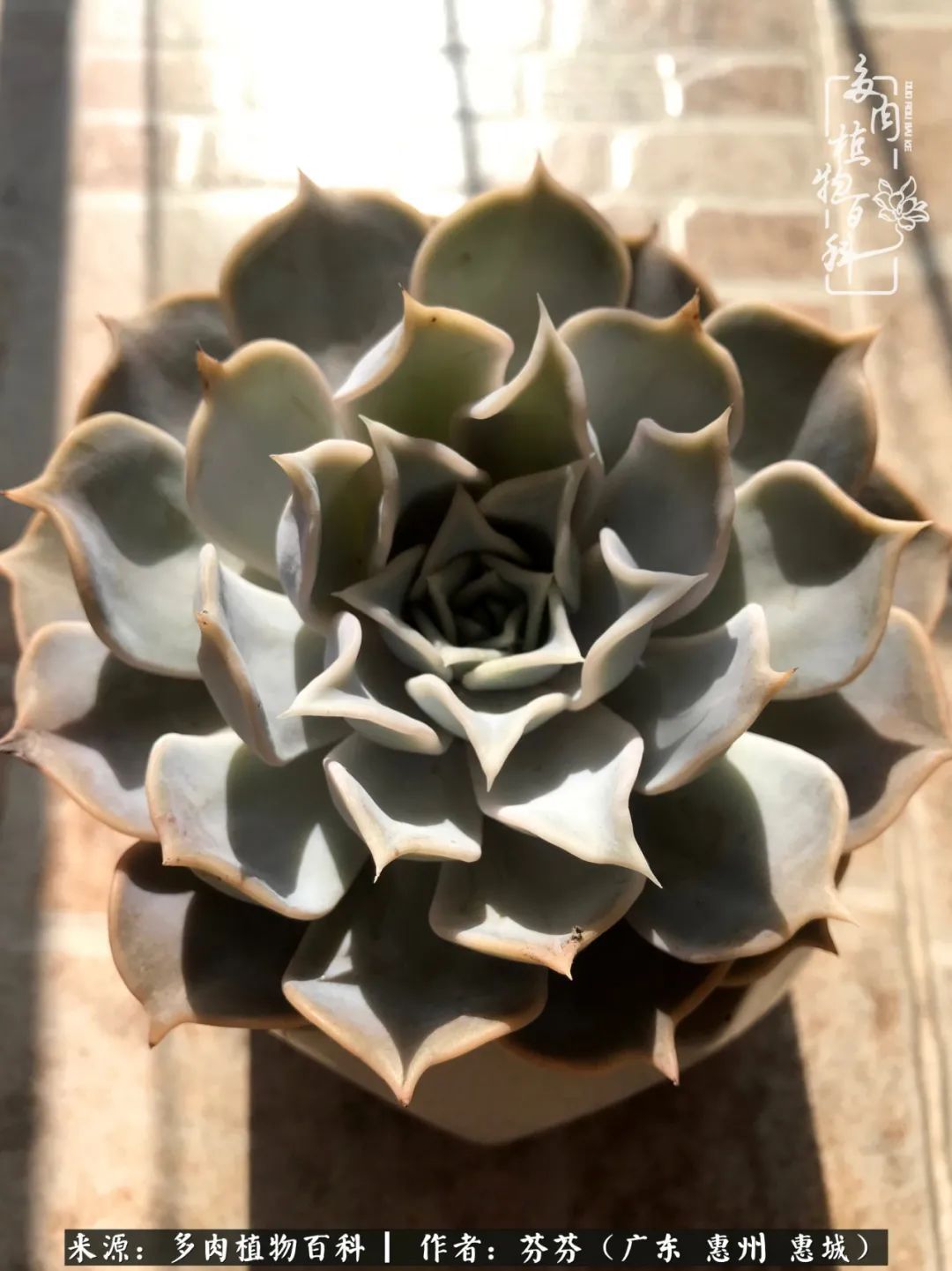 养花|一种爱好就是一种境界，养花养多肉可以培养一个人的心境！